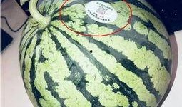 吃瓜广州网红,揭秘城市生活趣味瞬间