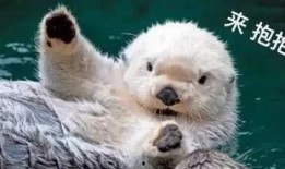 动物博主爆料视频大全,精彩视频大全，带你领略动物世界的奇妙瞬间